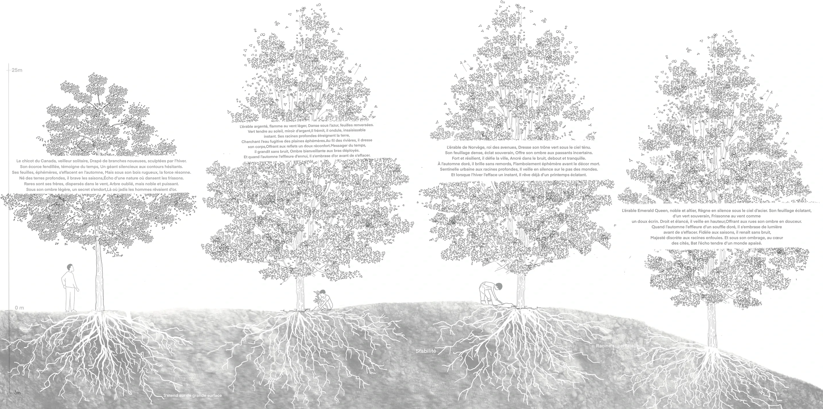 coupe des essences d'arbres trouvés dans les jardins montréalais : dessiné à la main